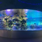 Fabriksforsyning fiskeskåle, runde glas tank akvarier