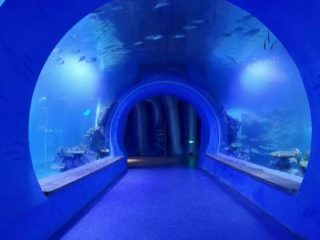 Højt klart stort akryl tunnel akvarium af forskellige former